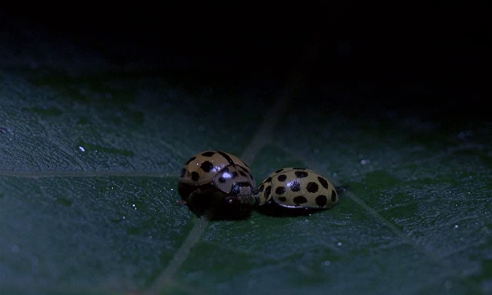 フェノミナの画像