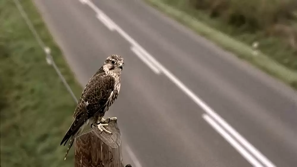 コーリャ愛のプラハの画像