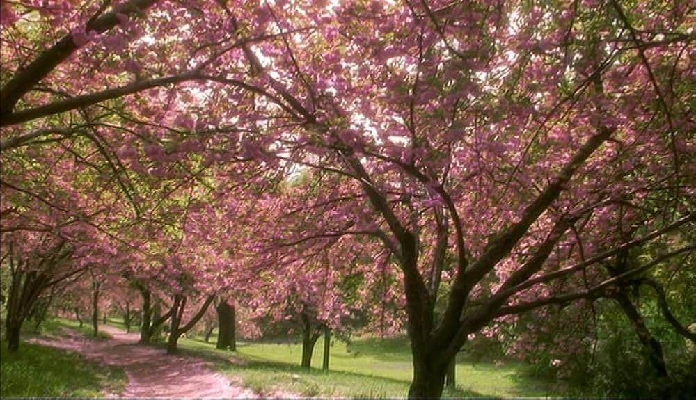 マンハッタン・ラプソディの画像
