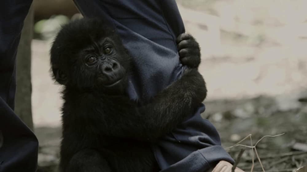 ヴィルンガの画像