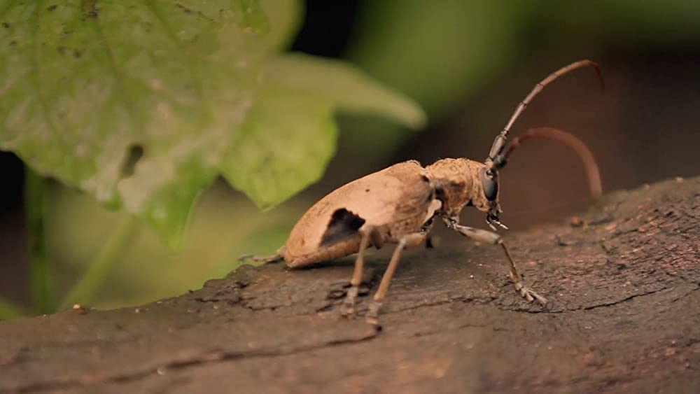 ヴィルンガの画像