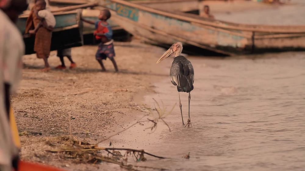 ヴィルンガの画像