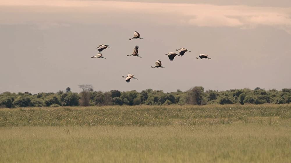 ヴィルンガの画像