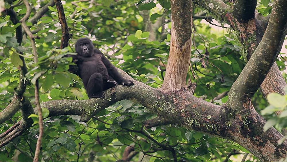 ヴィルンガの画像