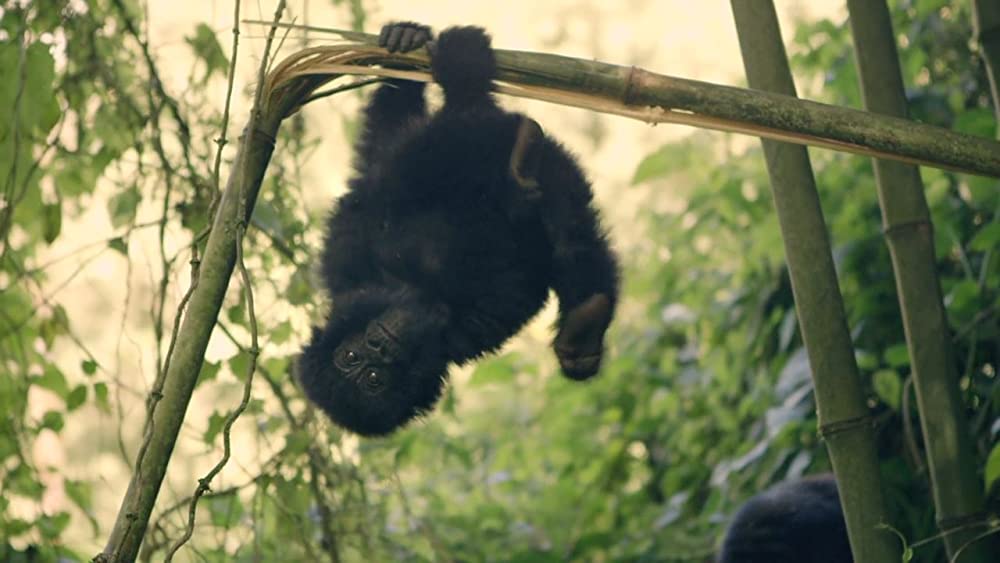 ヴィルンガの画像