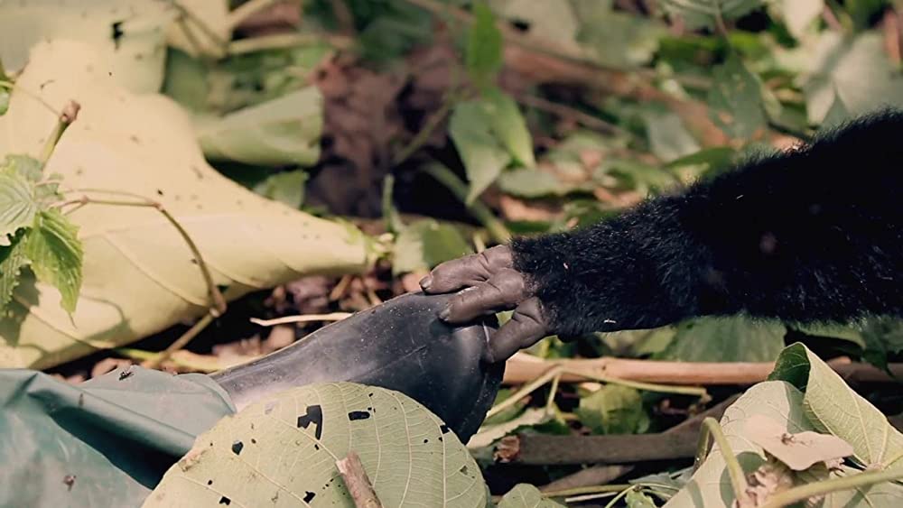 ヴィルンガの画像