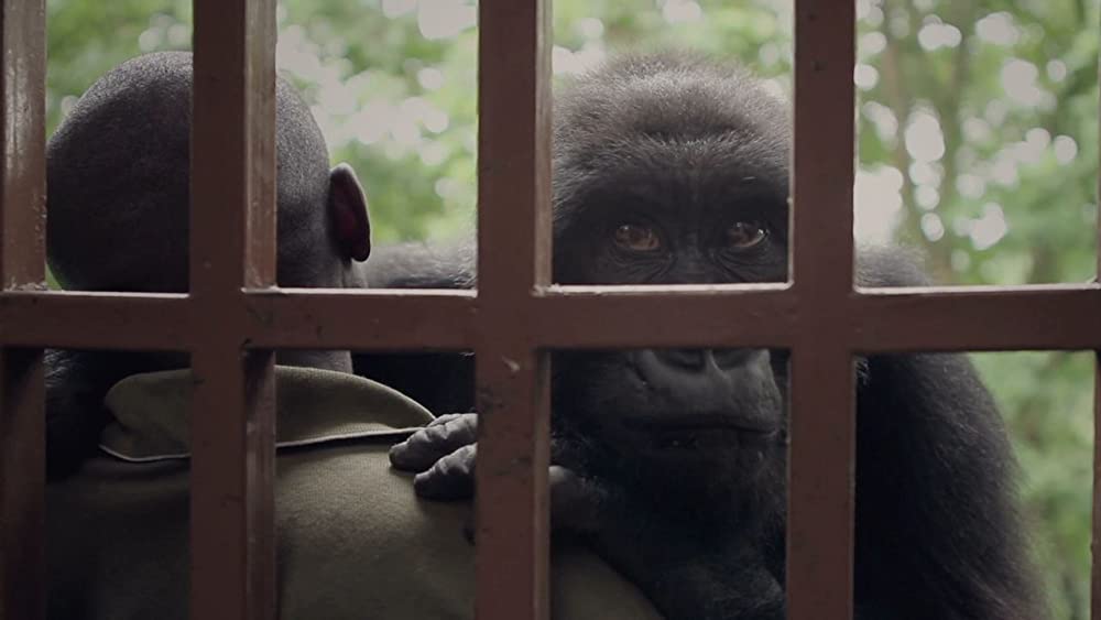 ヴィルンガの画像