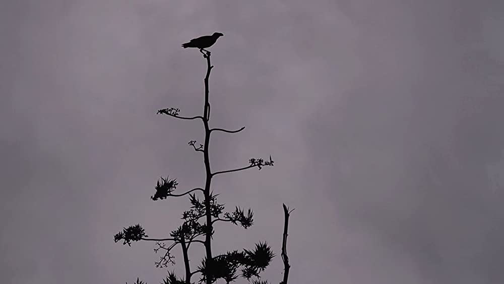 ヴィルンガの画像