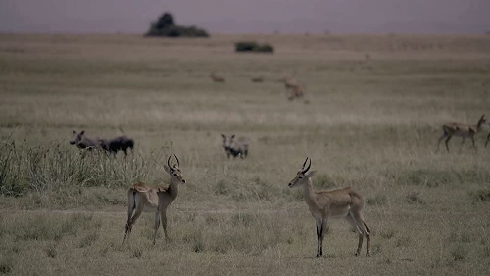 ヴィルンガの画像