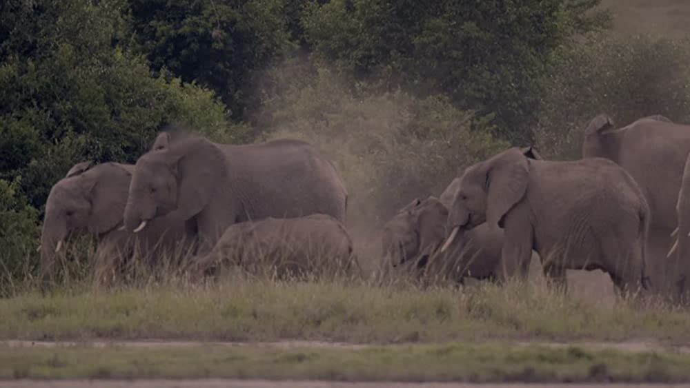ヴィルンガの画像
