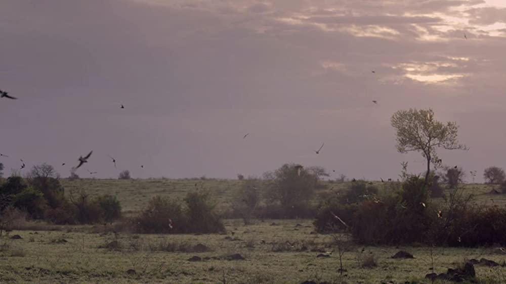 ヴィルンガの画像