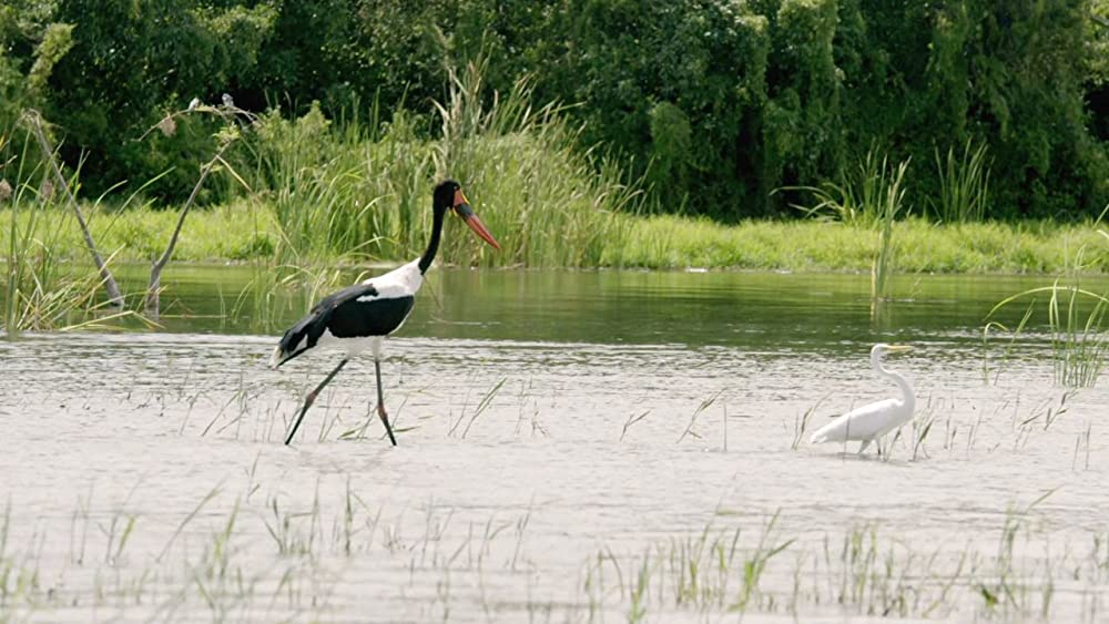 ヴィルンガの画像