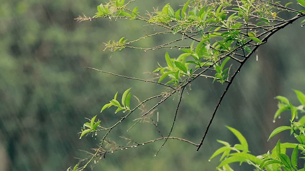 ヴィルンガの画像