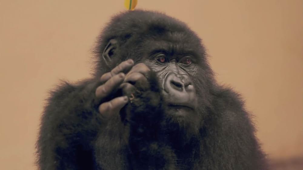 ヴィルンガの画像