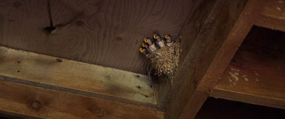 フォーリング ５０年間の想い出の画像