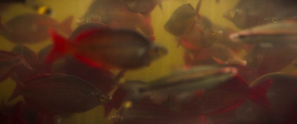 フォーリング ５０年間の想い出の画像