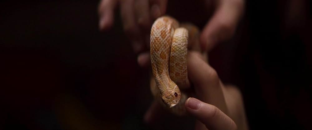 フォーリング ５０年間の想い出の画像