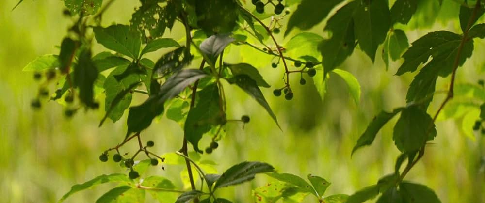 フォーリング ５０年間の想い出の画像