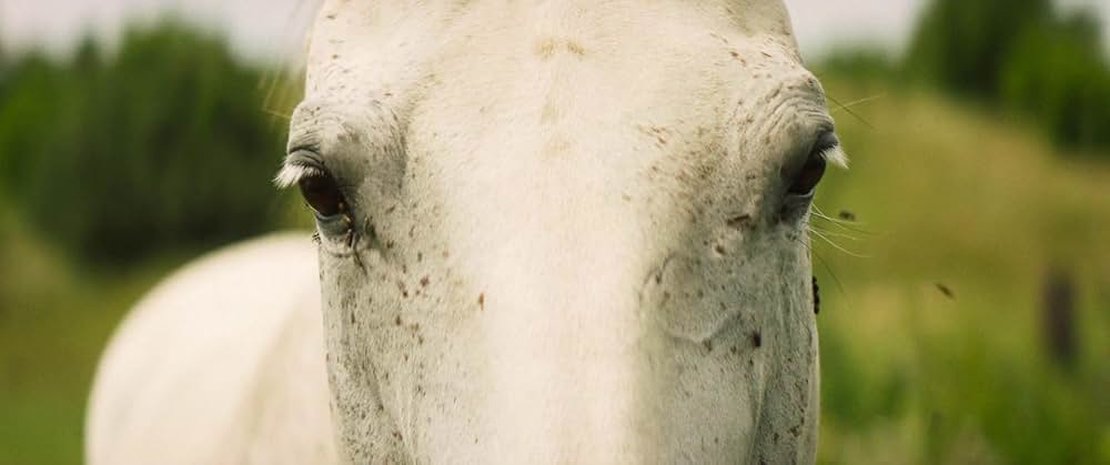 フォーリング ５０年間の想い出の画像