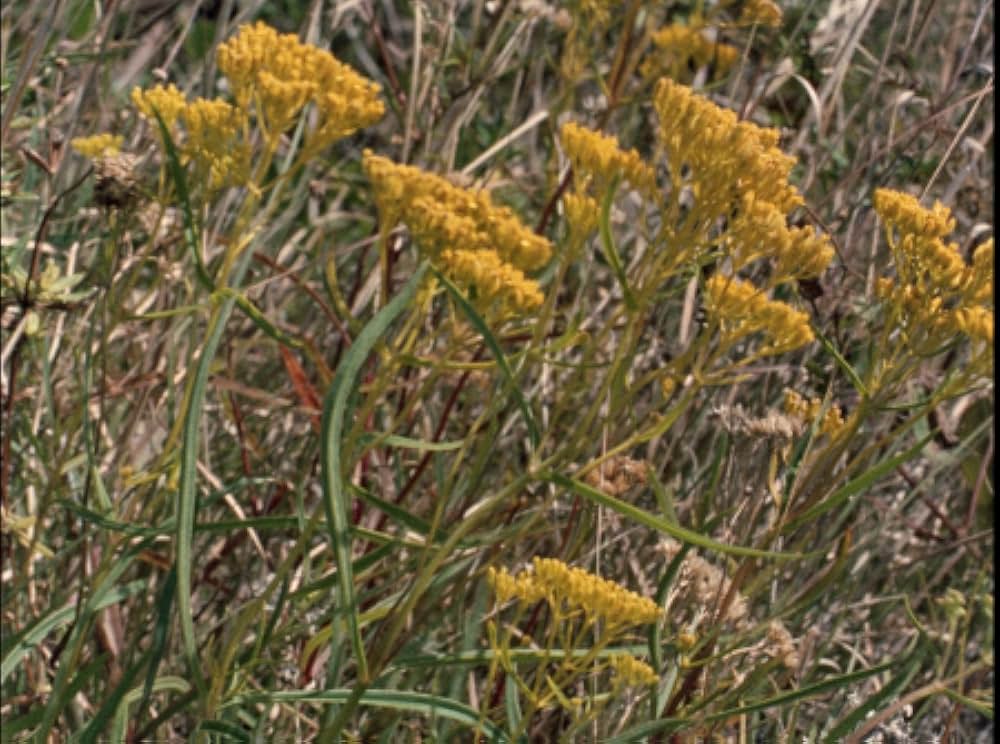 リバー・オブ・グラスの画像