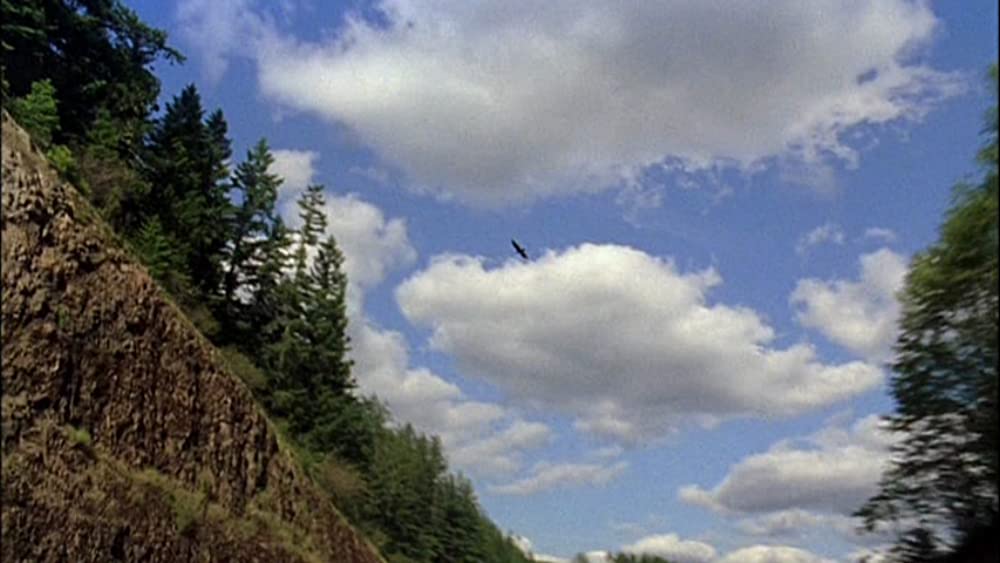 オールド・ジョイの画像