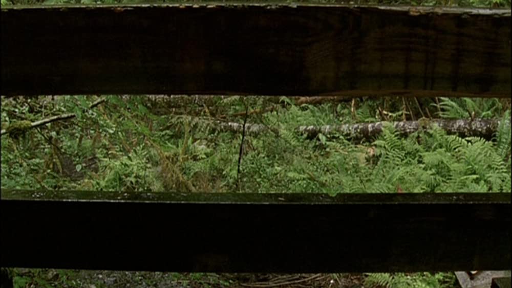 オールド・ジョイの画像