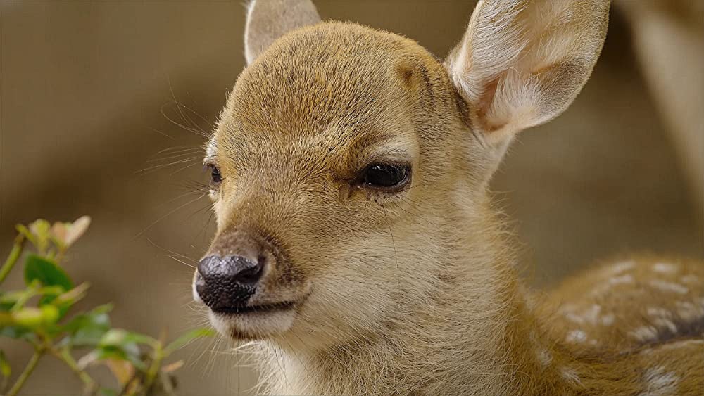 その年、地球が変わったの画像