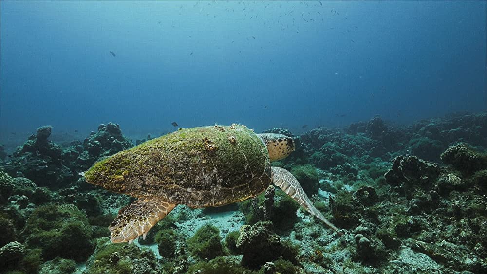 その年、地球が変わったの画像