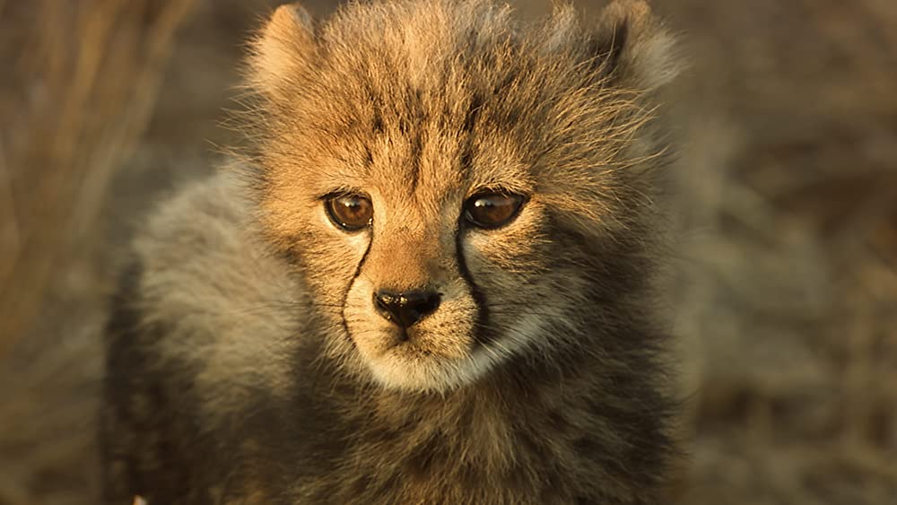 その年、地球が変わったの画像