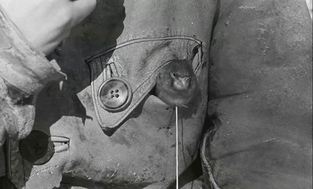 わんぱく戦争の画像