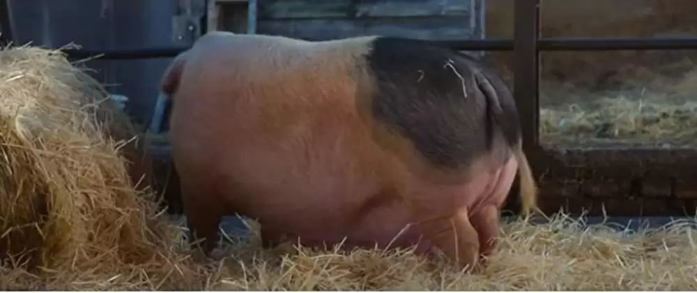 ジェントルメンの画像