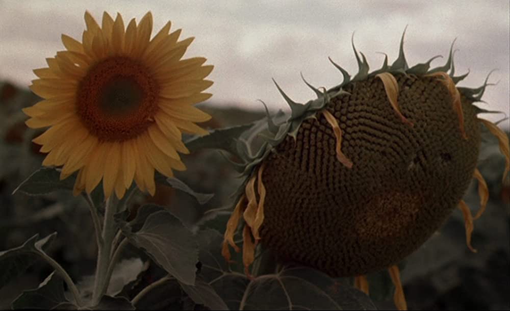 汚れた血の画像