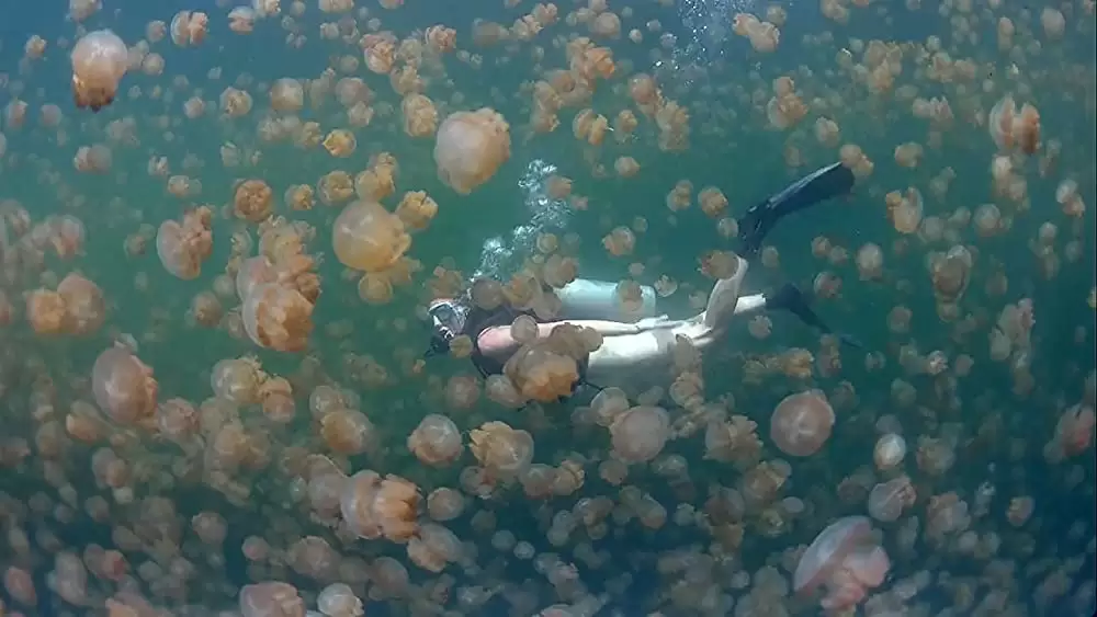 海 生命を育てるナチュラル・ビューティーの画像