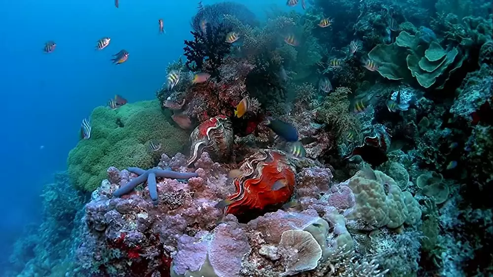 海 生命を育てるナチュラル・ビューティーの画像