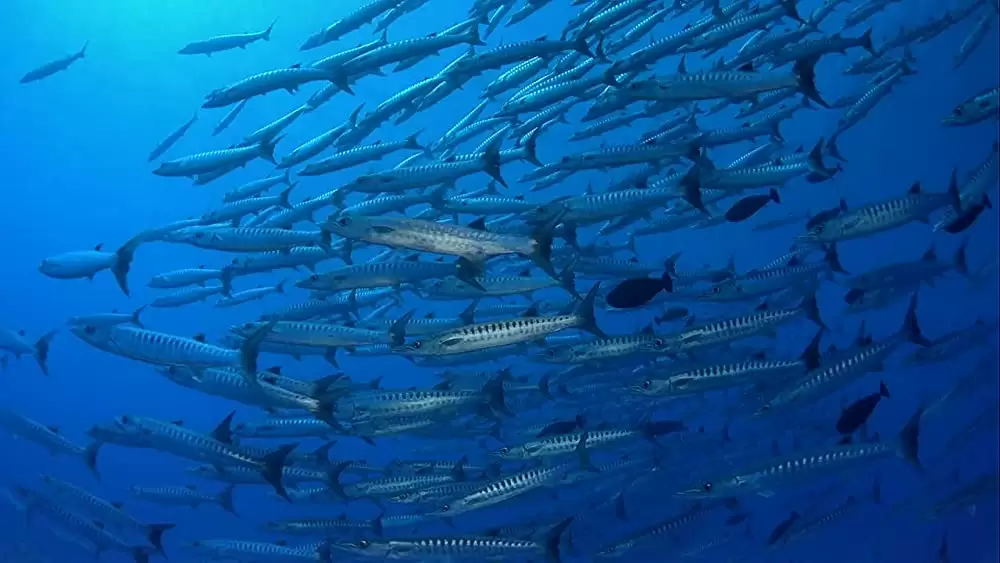 「海 生命を育てるナチュラル・ビューティー」の画像