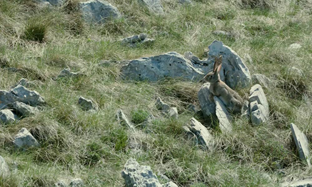 家にはいたけれどの画像