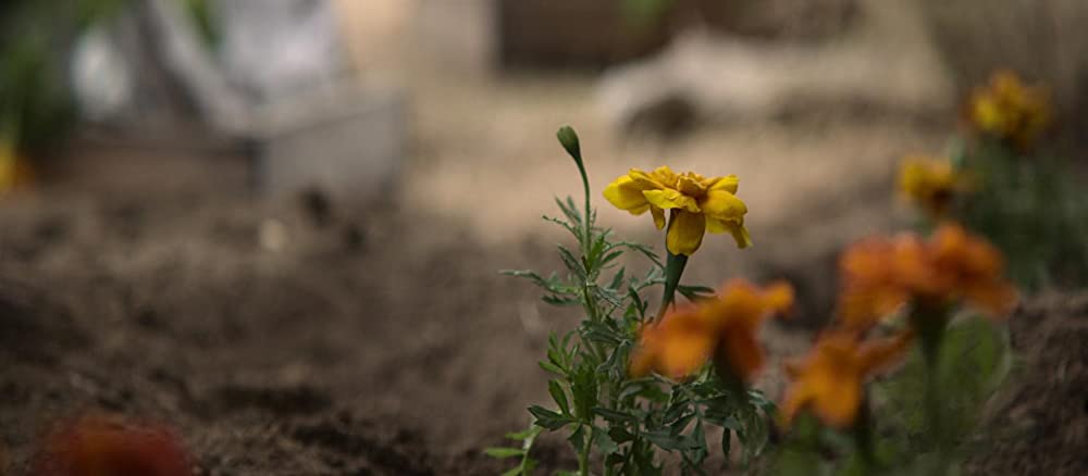 パワー・オブ・ザ・ドッグの画像