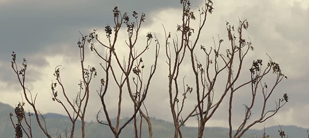 ザ・ボーイ 鹿になった少年の画像