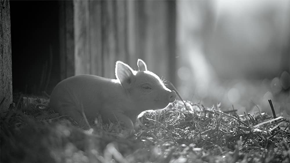 GUNDA／グンダの画像