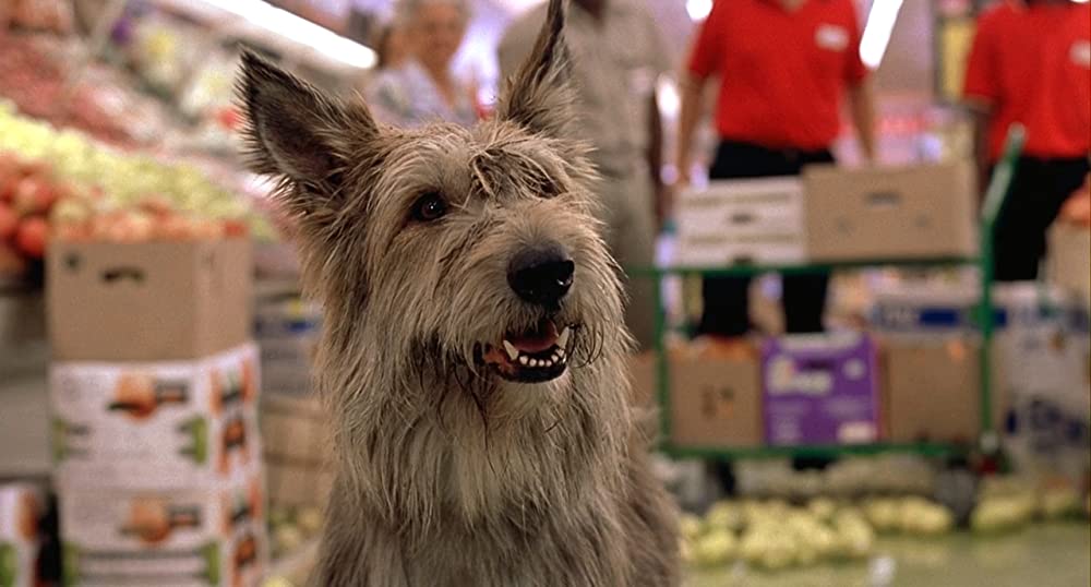 きいてほしいの、あたしのこと ウィン・ディキシーのいた夏の画像