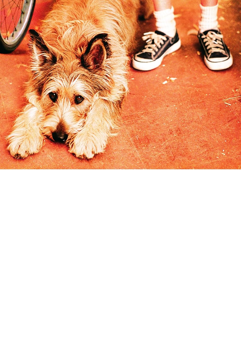 きいてほしいの、あたしのこと ウィン・ディキシーのいた夏の画像