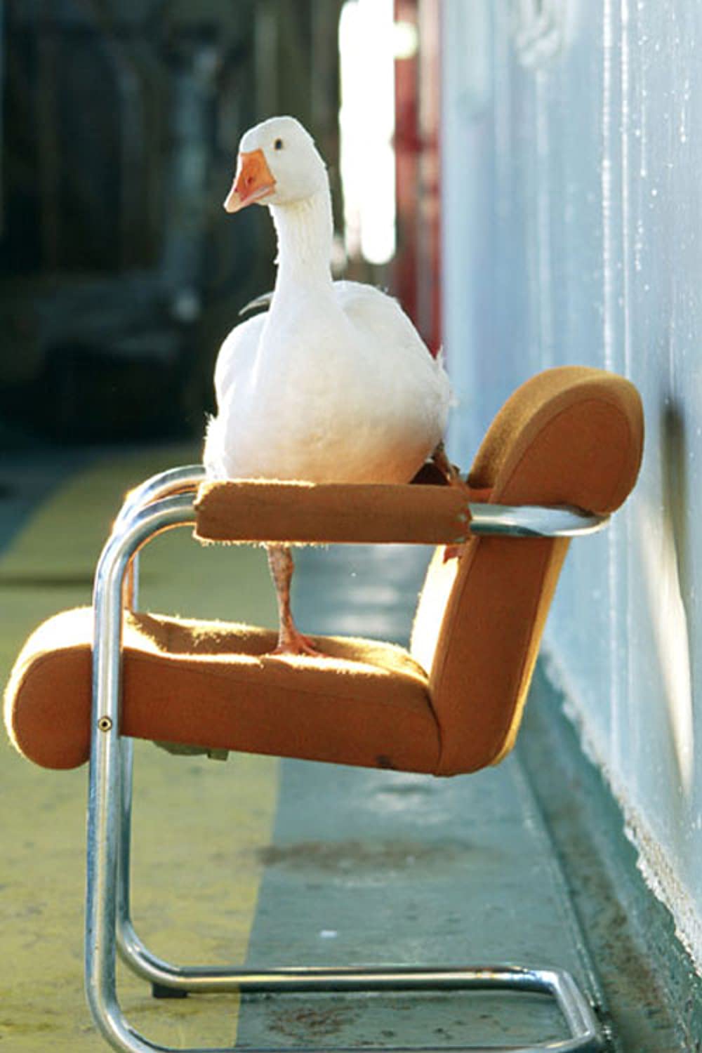 あなたになら言える秘密のことの画像