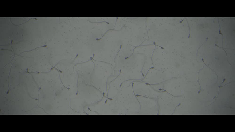 ヴォイジャーの画像