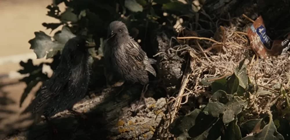 ムクドリの画像