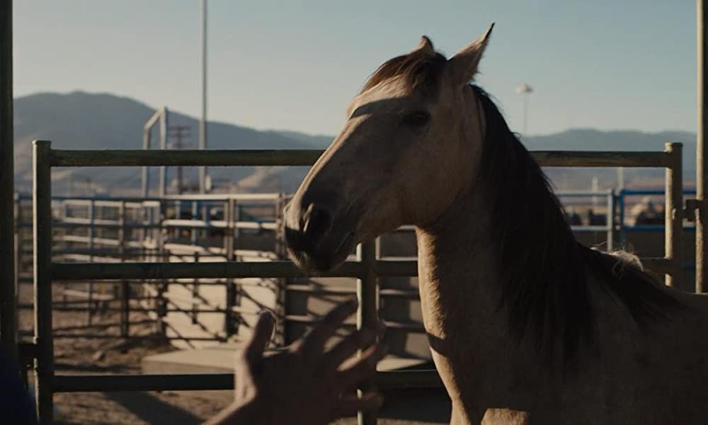 ムスタングの画像