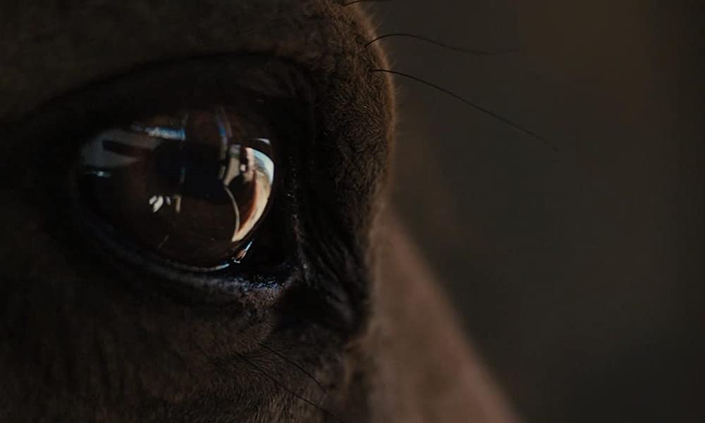 ムスタングの画像