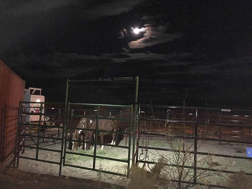 ムスタングの画像