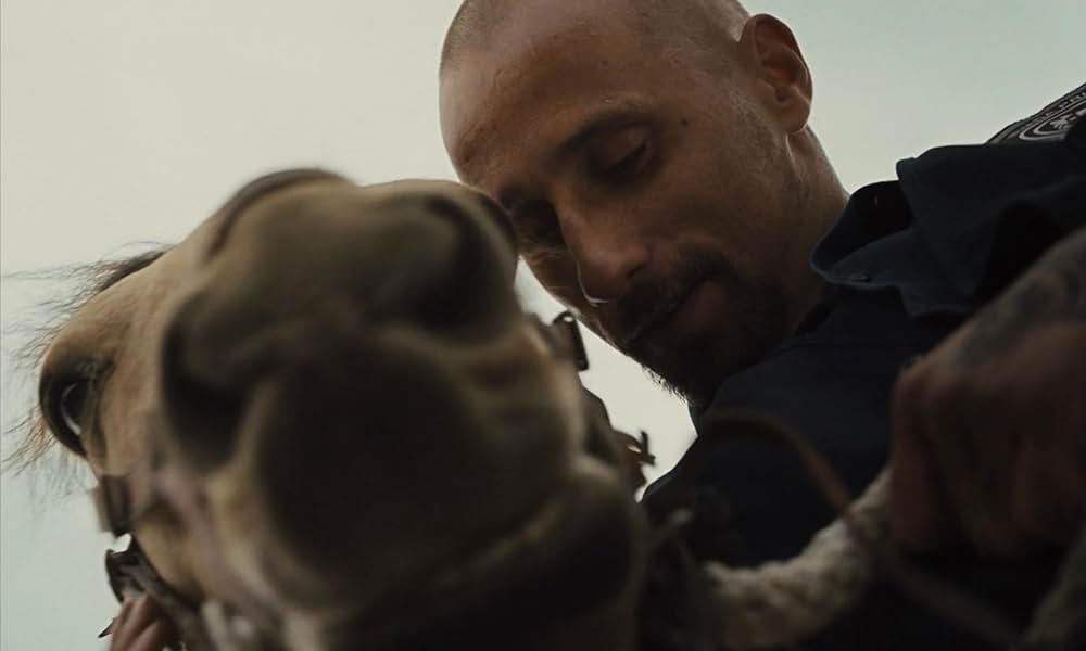 ムスタングの画像