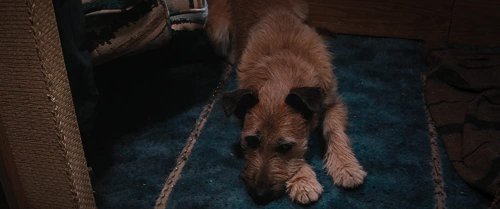 「フィンチ」の画像