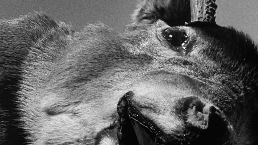 ナチュラル・ボーン・キラーズの画像